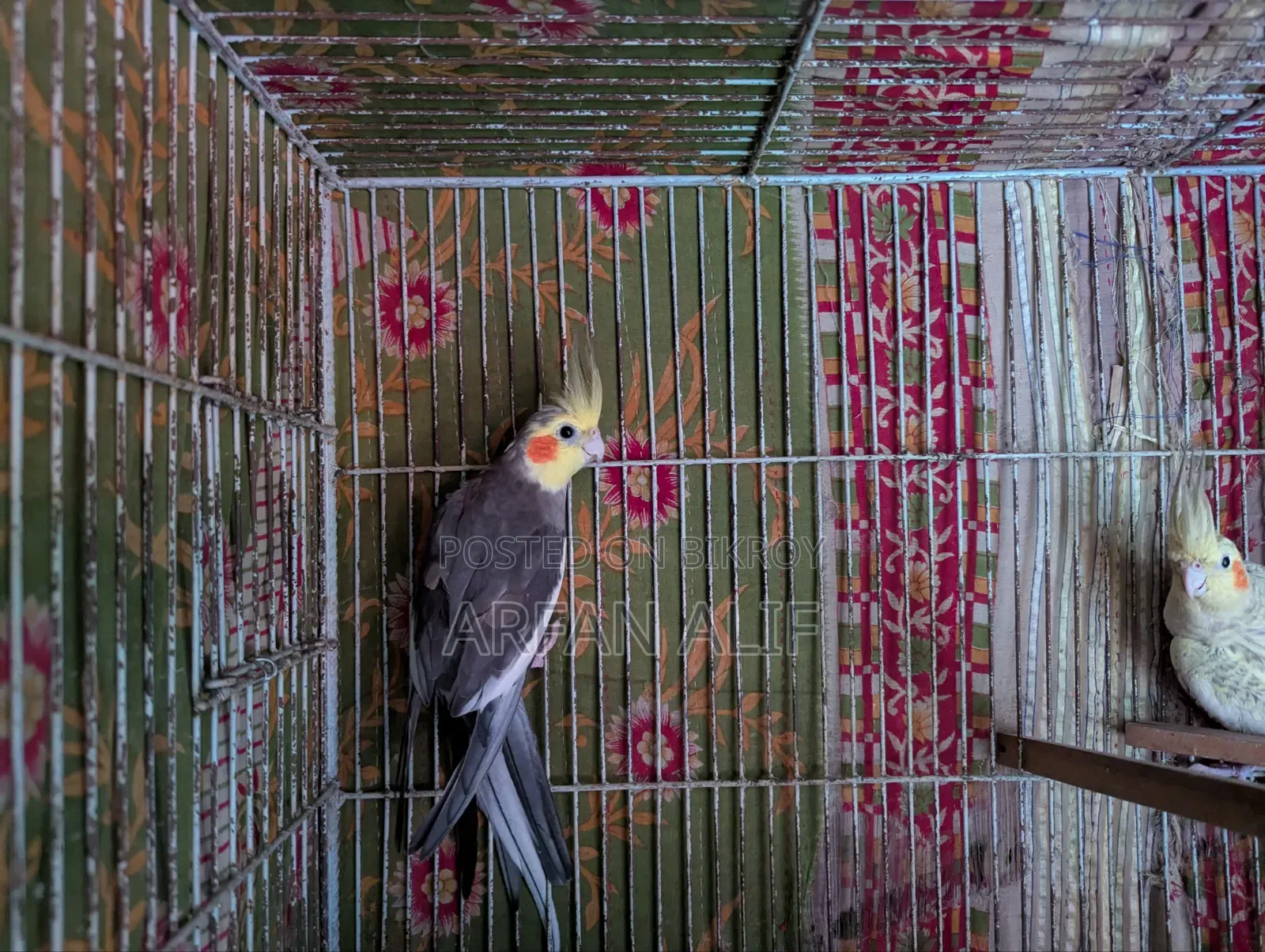 ককটেল অ্যাডাল্ট জোড়া