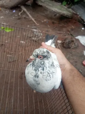 Pigeons for Sale.