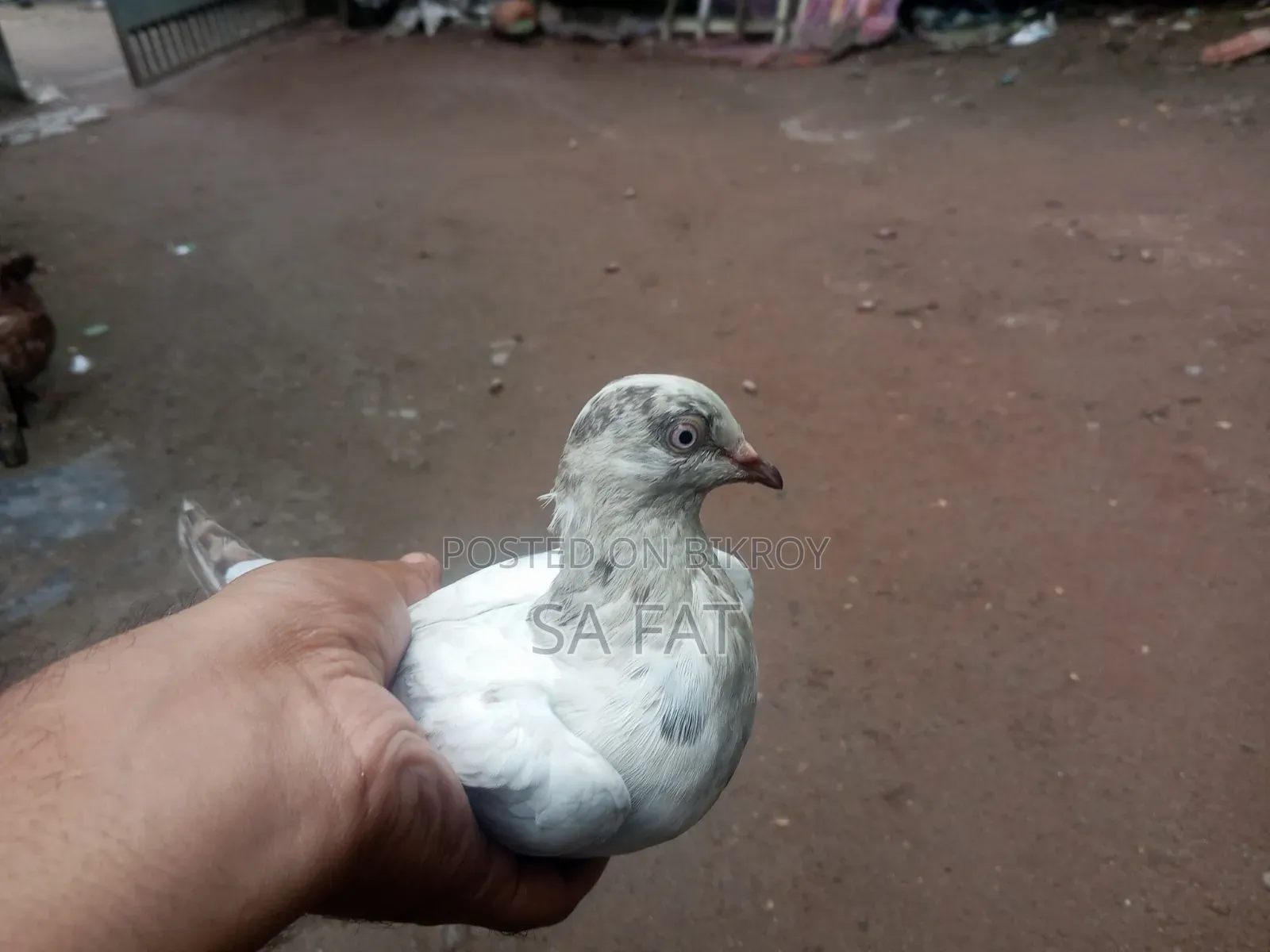 Kobutor Sell Hbe .