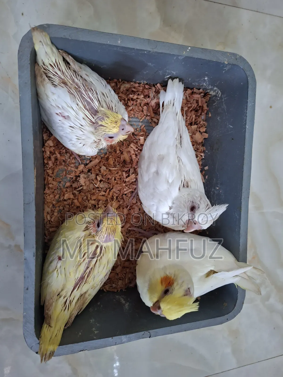 Tame Sized Cockatiel and Lovebird Birds