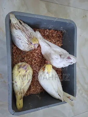 Tame Sized Cockatiel and Lovebird Birds