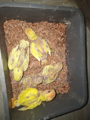 Tame Sized Cockatiel and Lovebird Birds