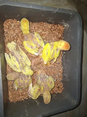 Tame Sized Cockatiel and Lovebird Birds