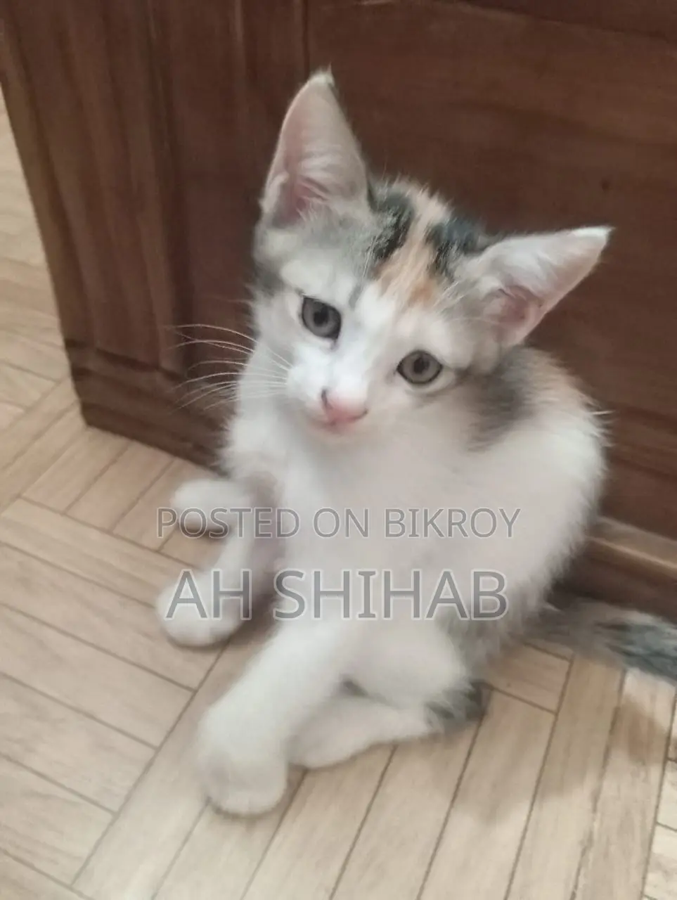 1-3 Months Female Mixed Breed Persian