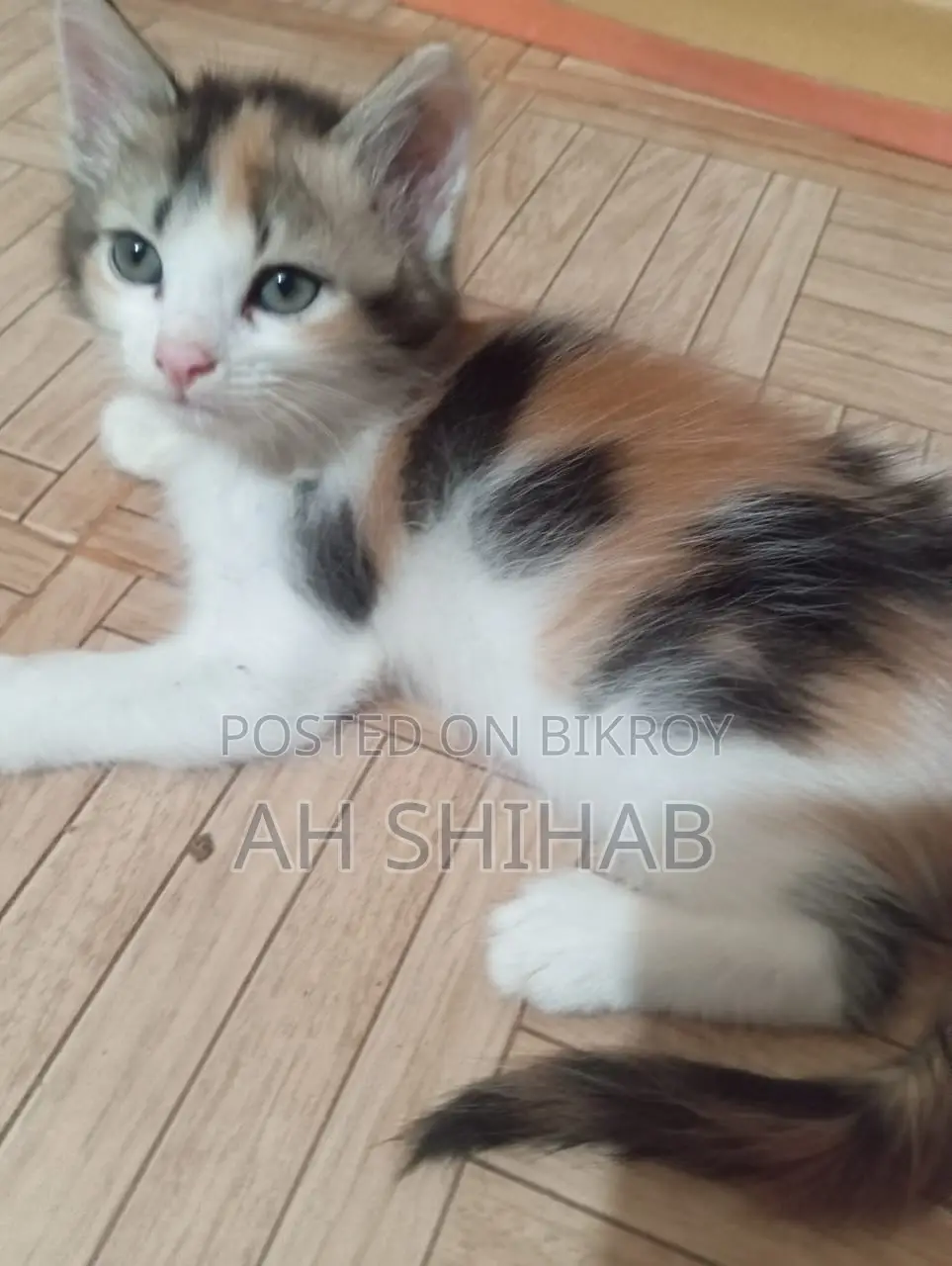 1-3 Months Female Mixed Breed Persian