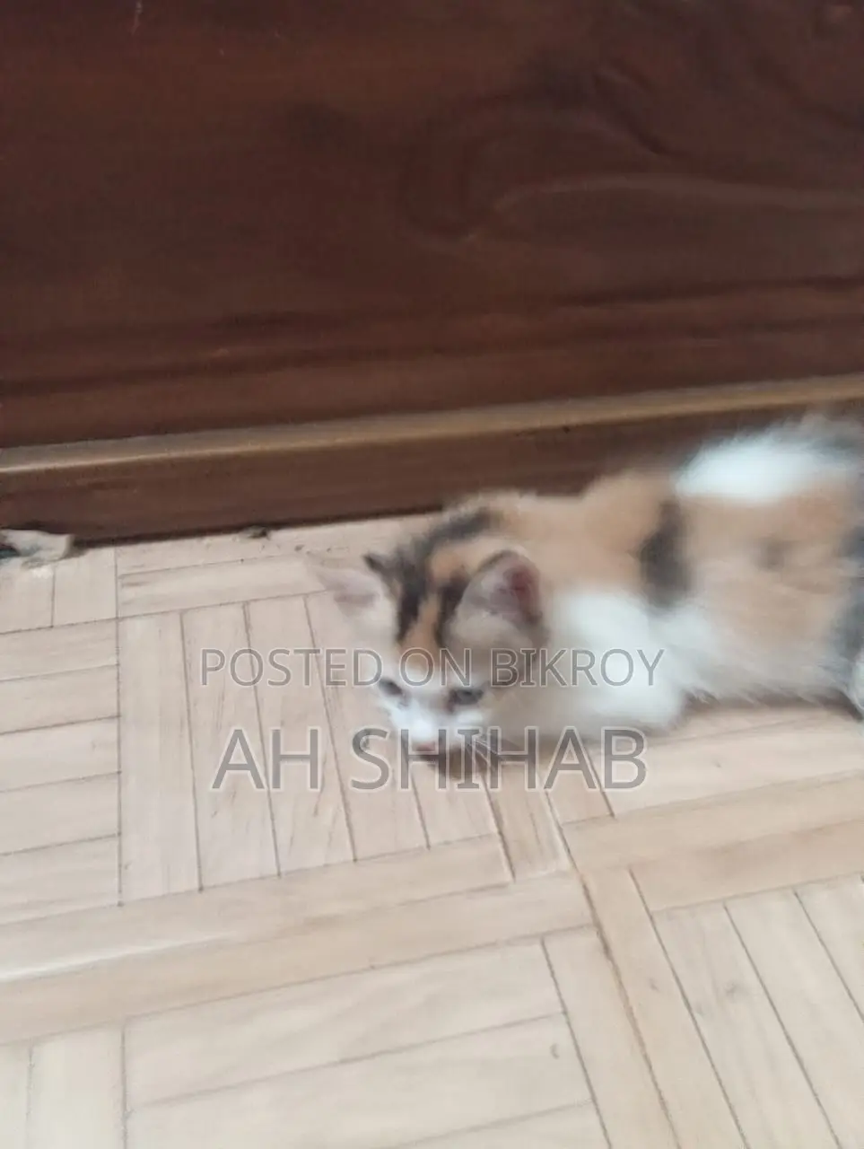 1-3 Months Female Mixed Breed Persian