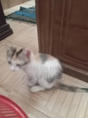 1-3 Months Female Mixed Breed Persian