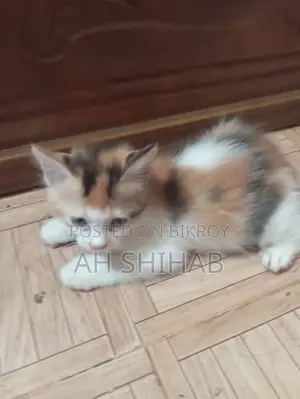 1-3 Months Female Mixed Breed Persian