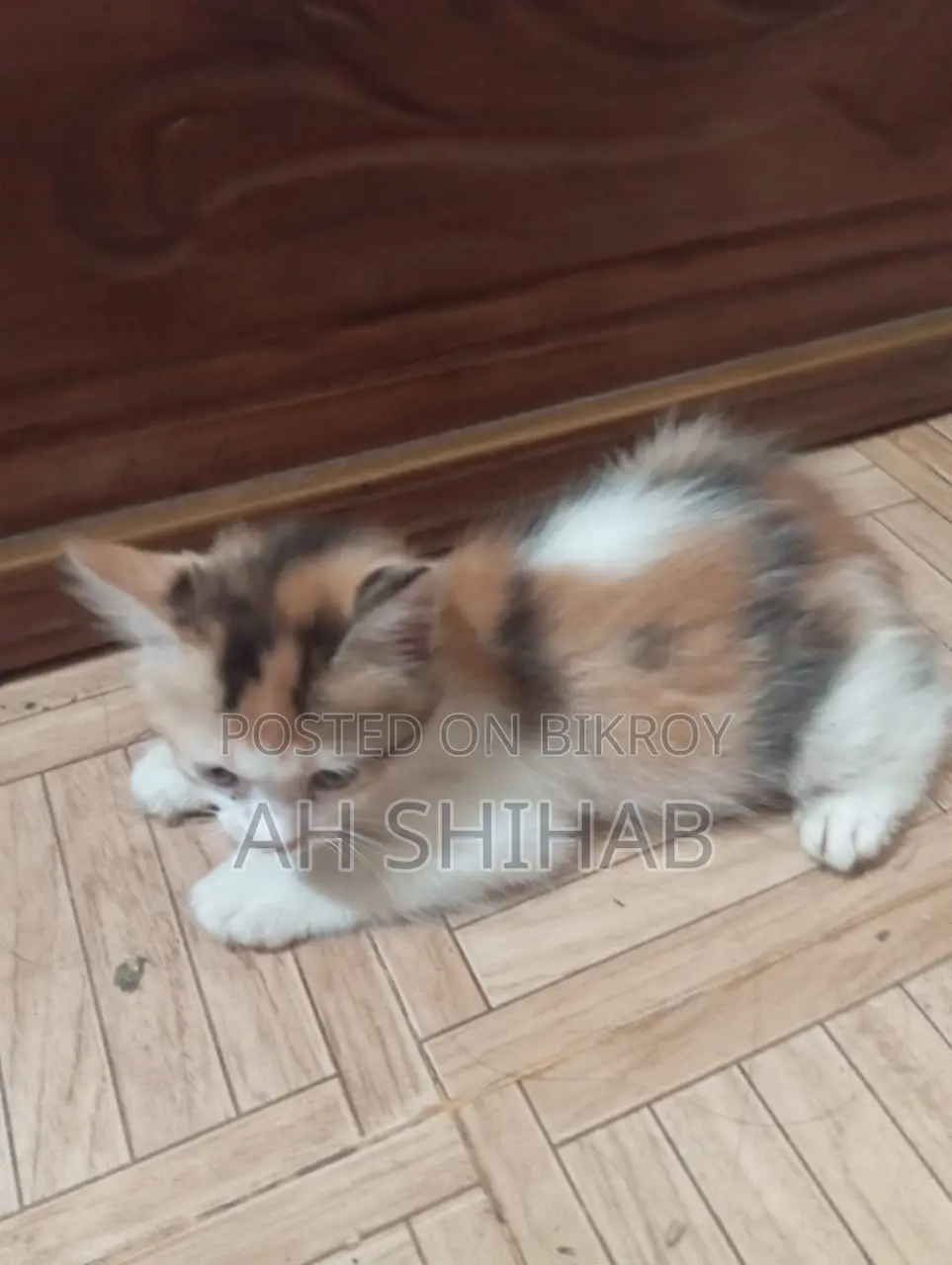 1-3 Months Female Mixed Breed Persian