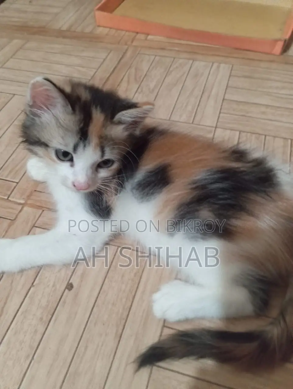 1-3 Months Female Mixed Breed Persian