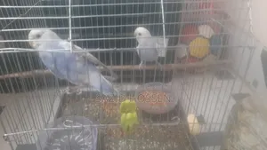 Budgie for Sale