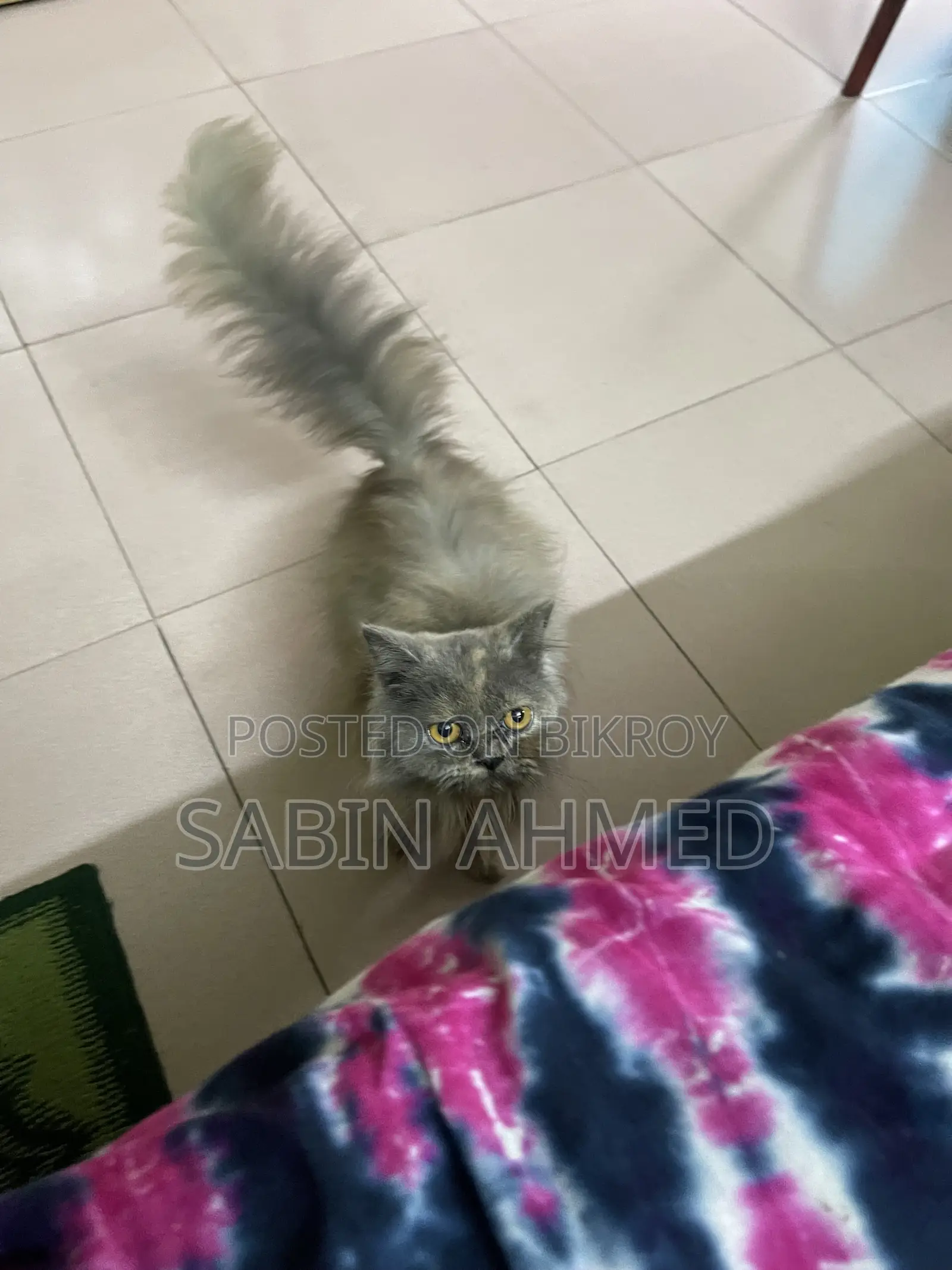 6-12 Months Female Purebred Persian