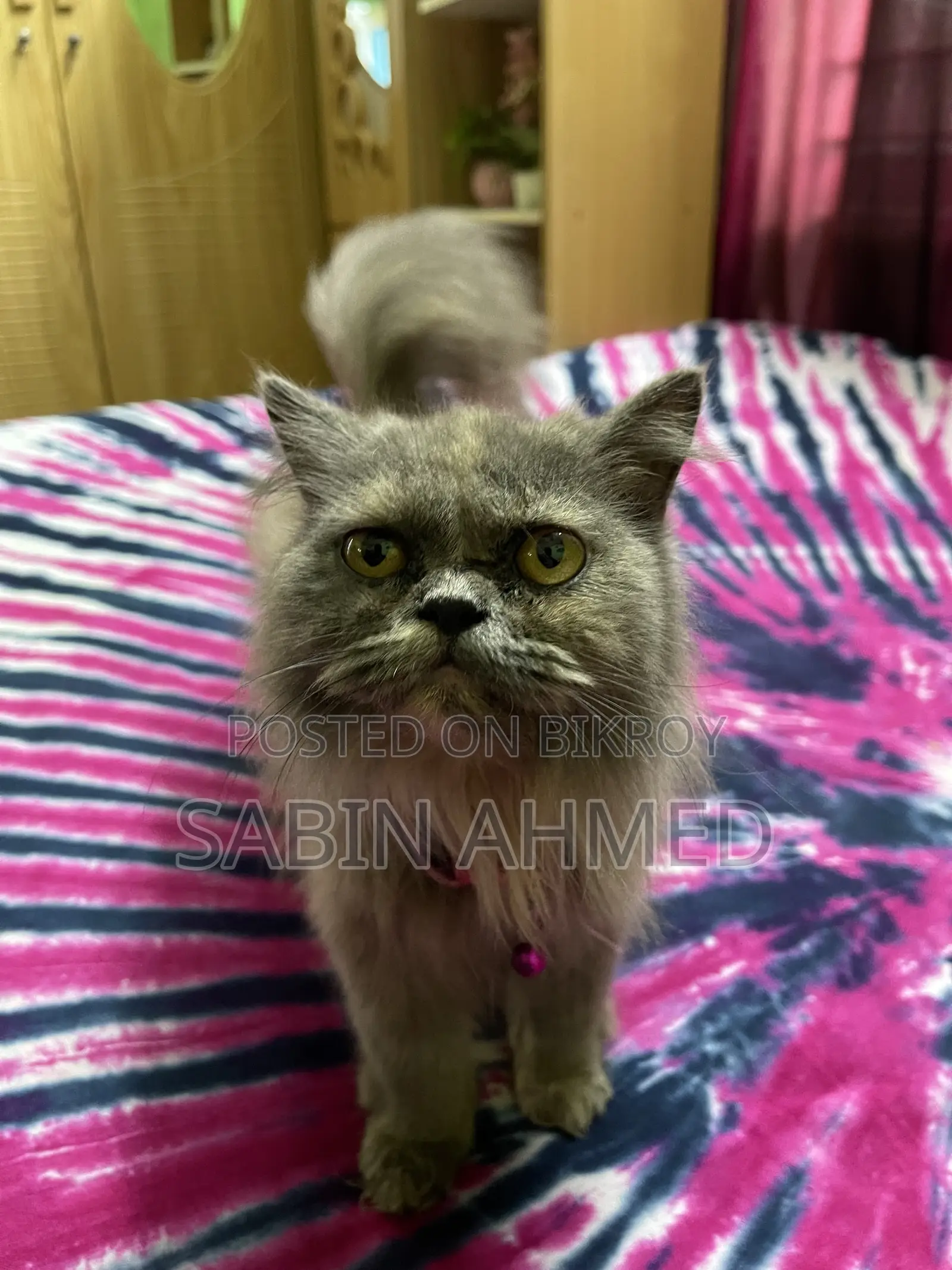 6-12 Months Female Purebred Persian