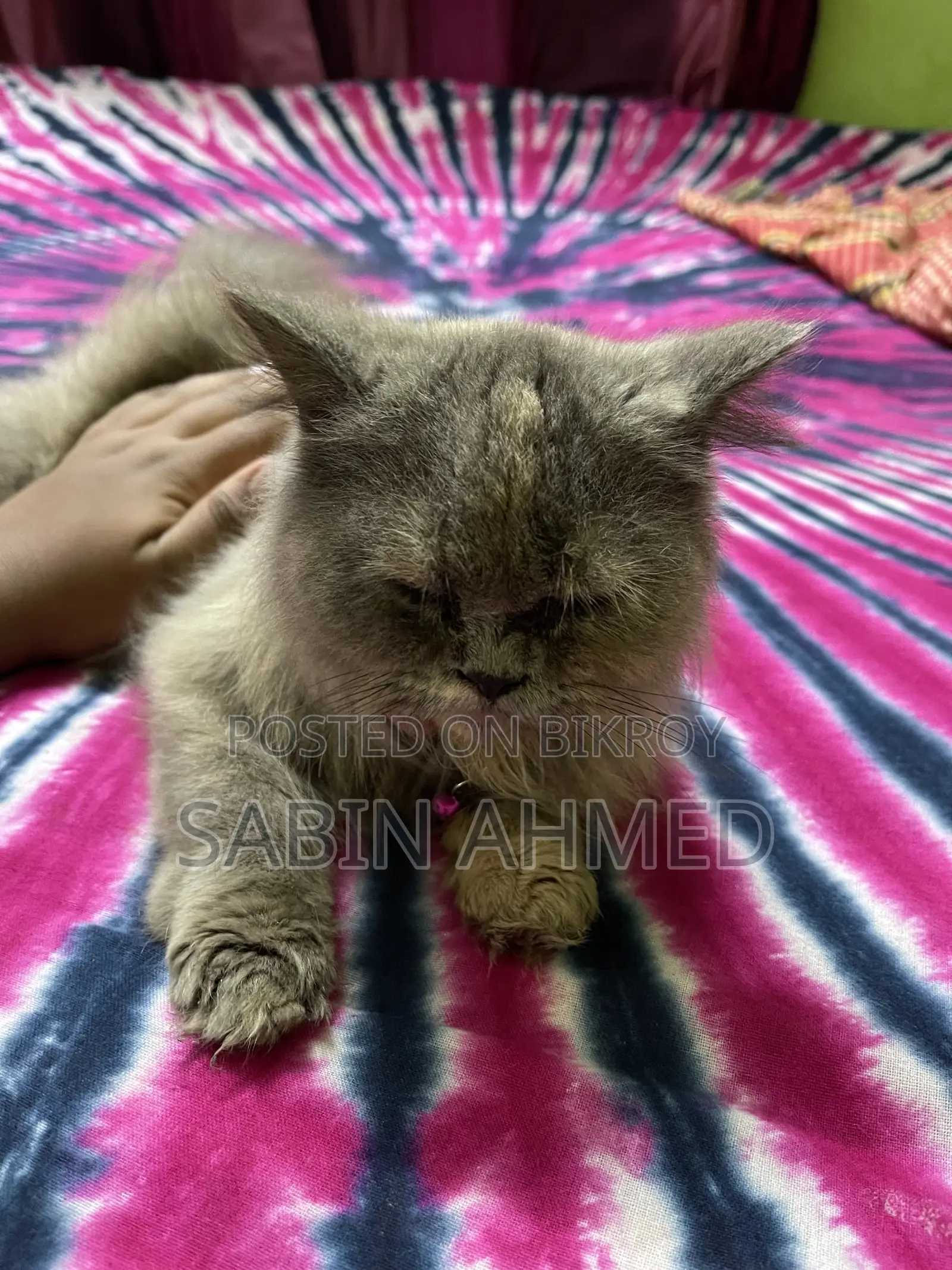 6-12 Months Female Purebred Persian
