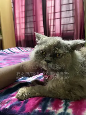 6-12 Months Female Purebred Persian