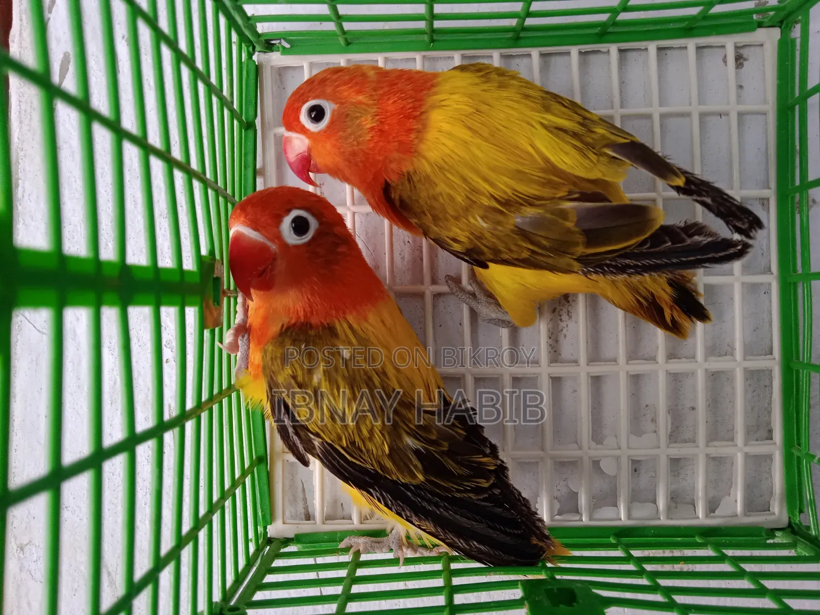 Offline Fischer Lovebird