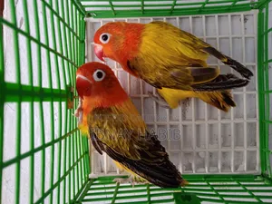 Offline Fischer Lovebird