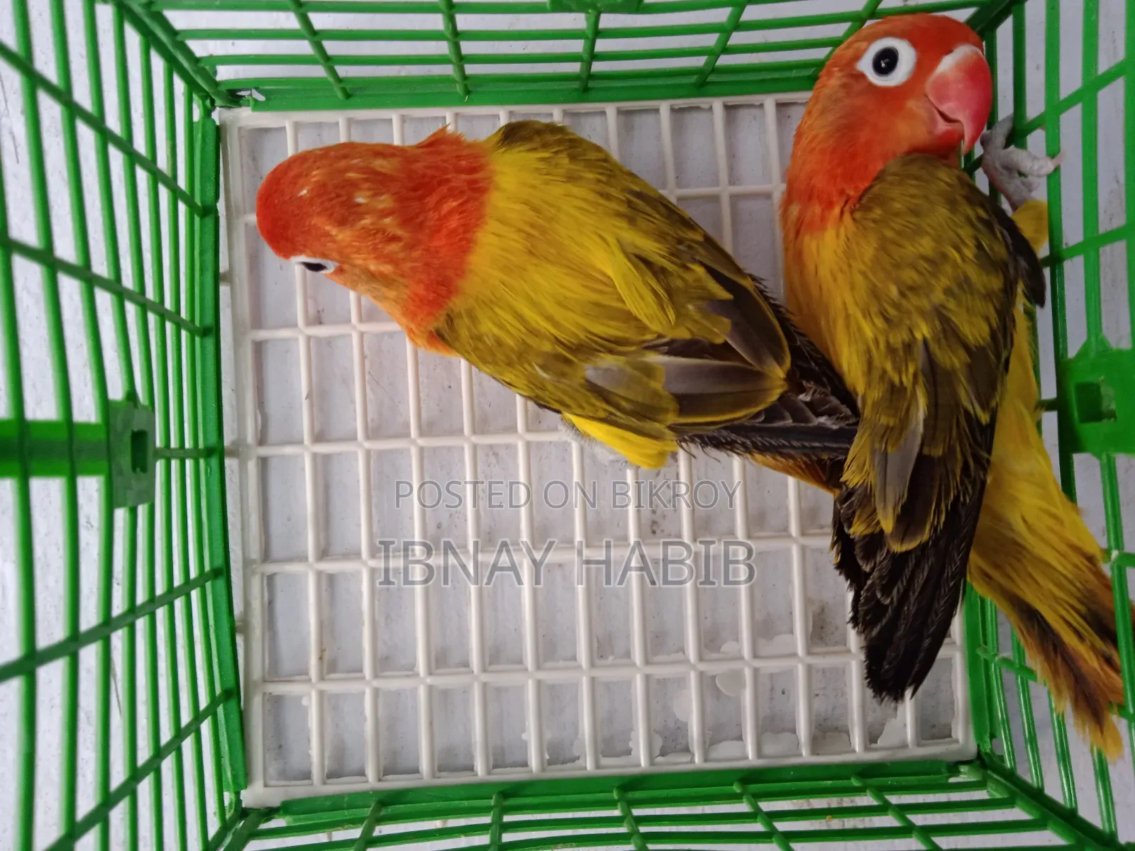 Offline Fischer Lovebird