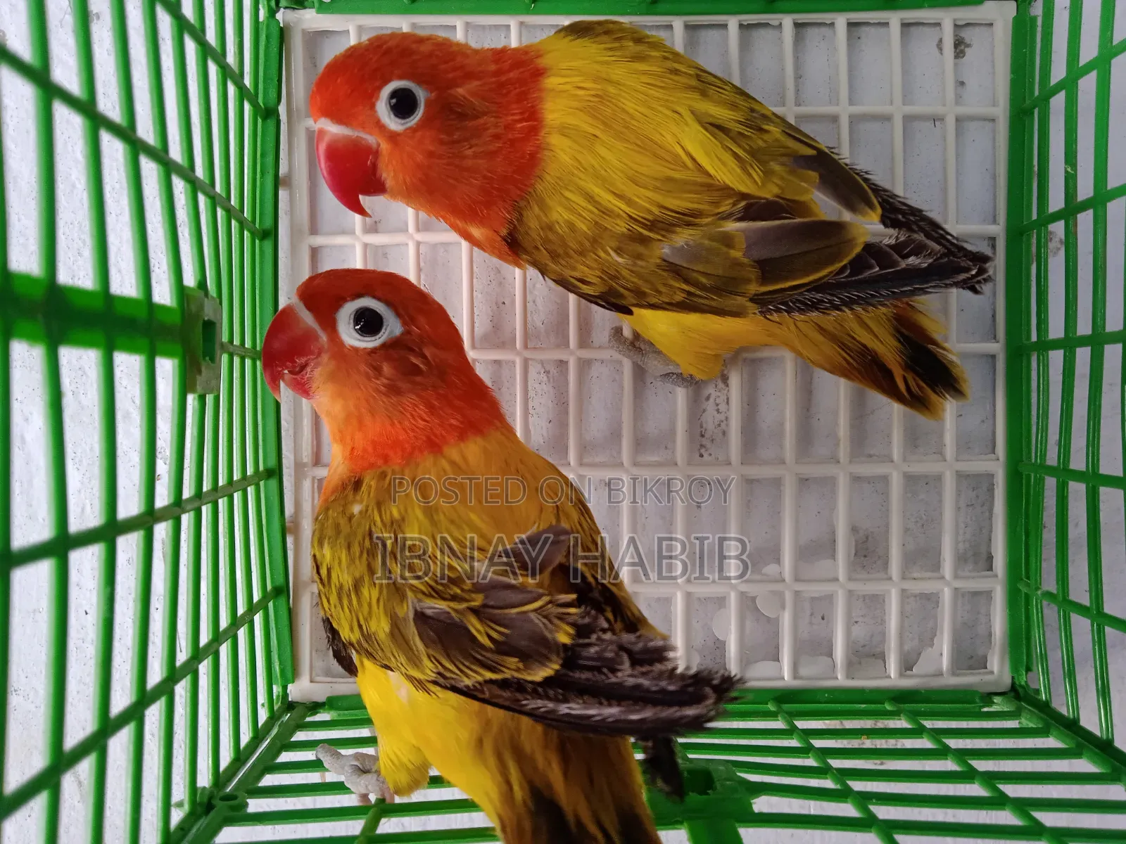 Offline Fischer Lovebird