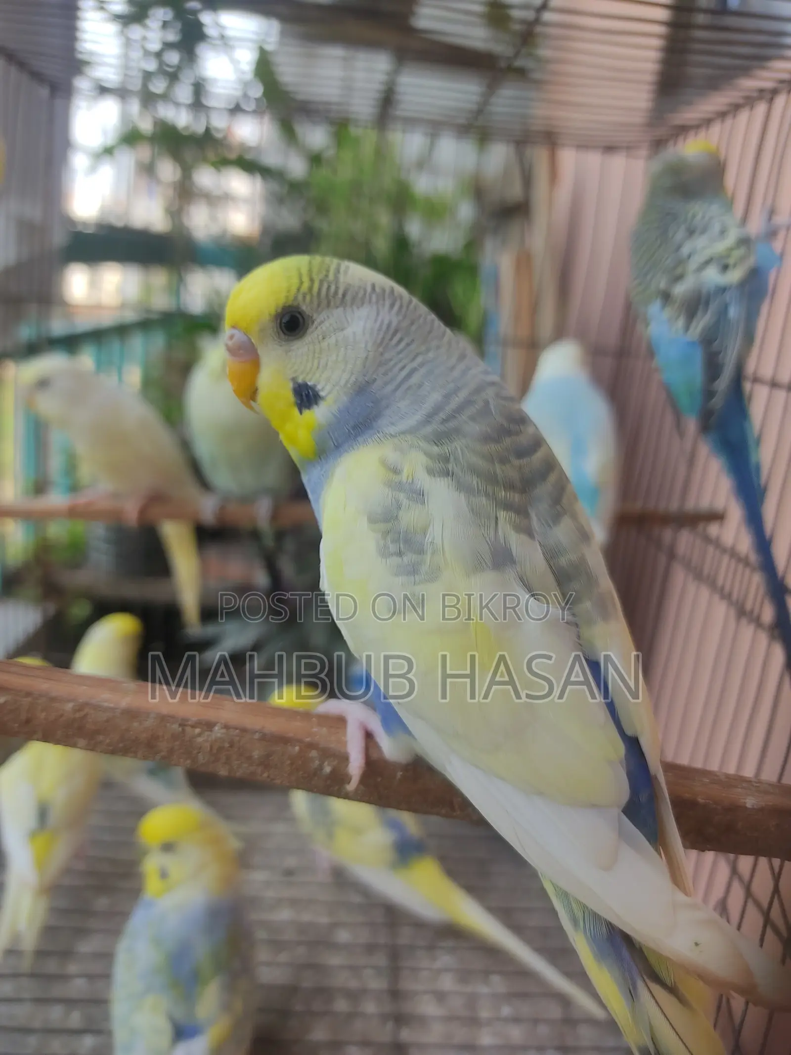 Budgerigar Pair and Single