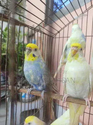 Budgerigar Pair and Single