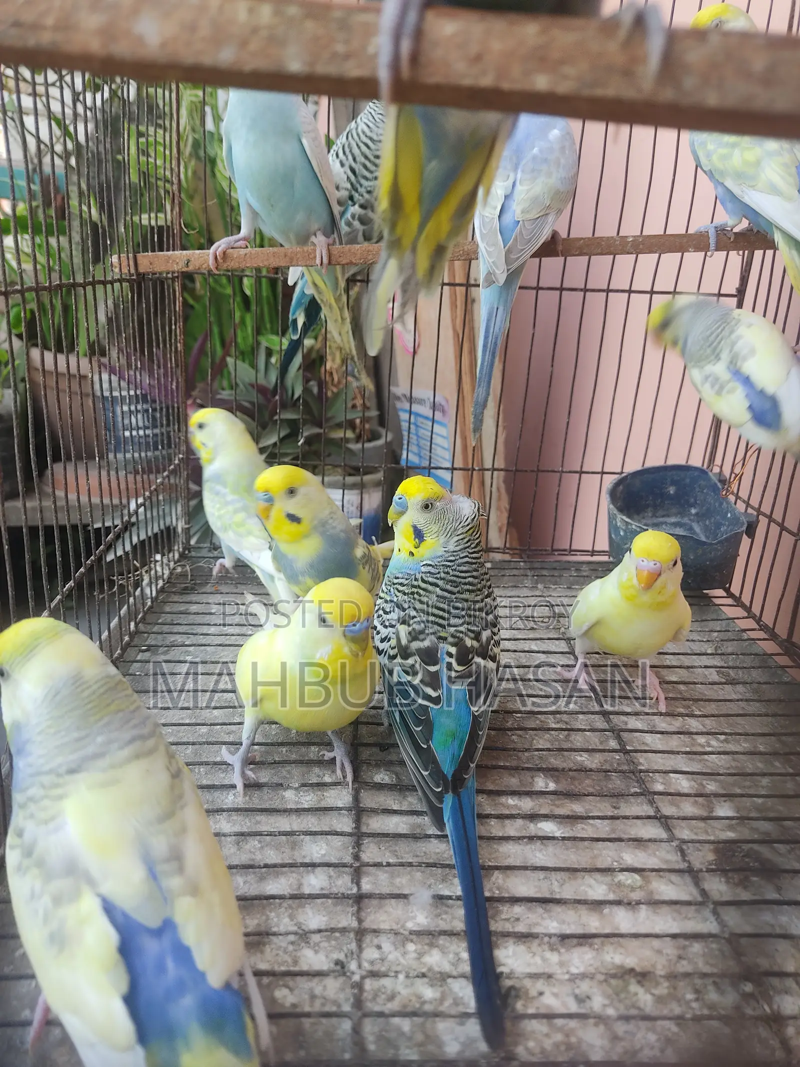 Budgerigar Pair and Single