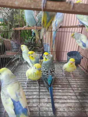 Budgerigar Pair and Single