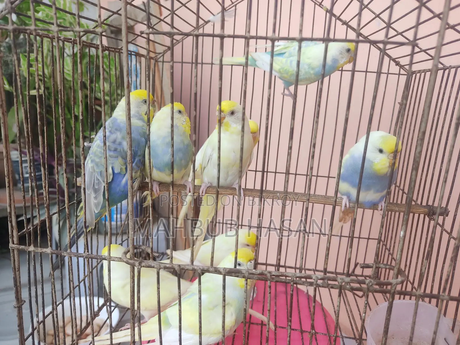 Budgerigar Pair and Single