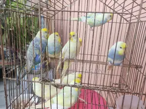 Budgerigar Pair and Single