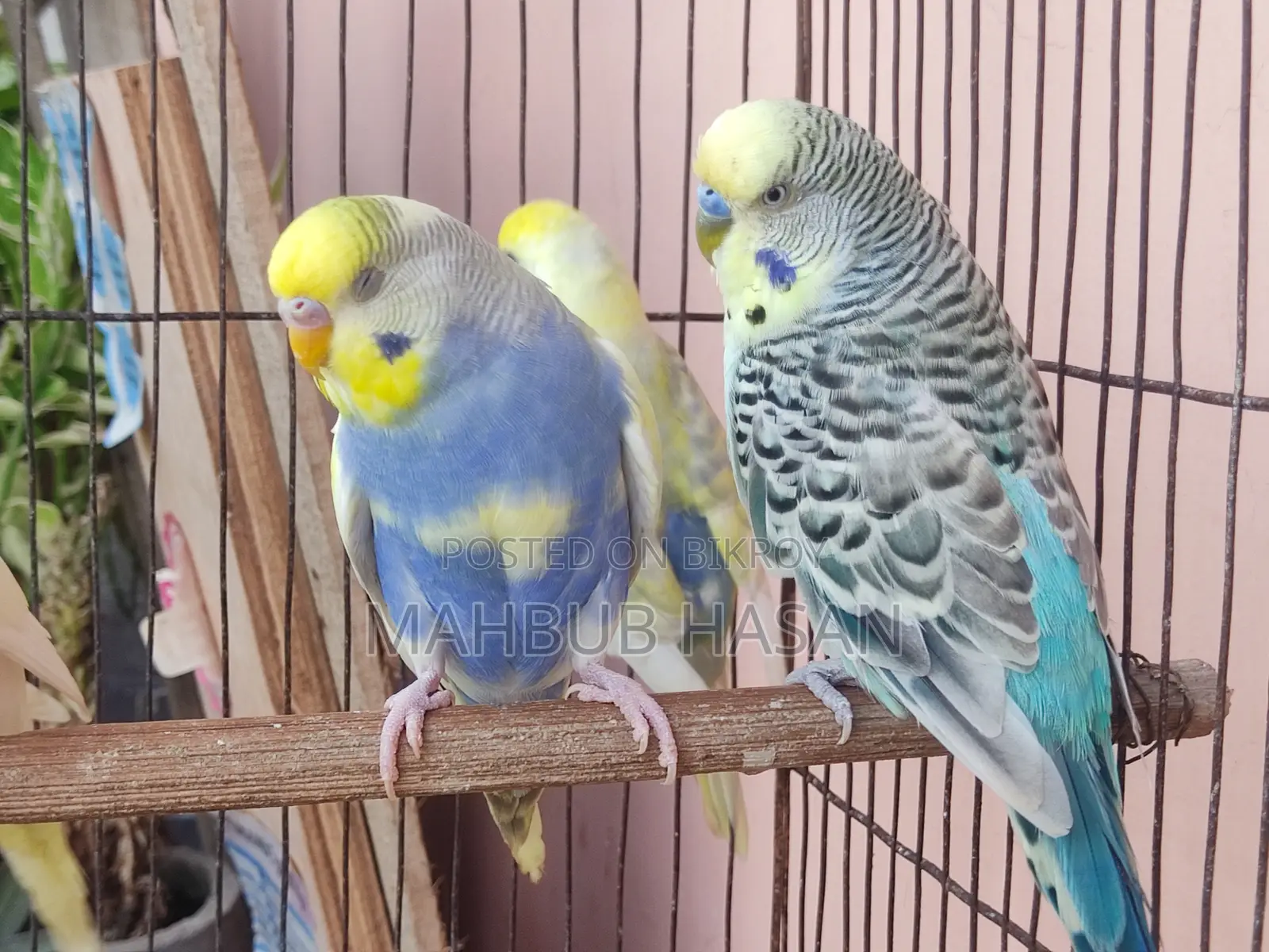 Budgerigar Pair and Single
