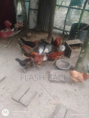 ডিম পাড়া ফাউমি ও দেশি মুরগী