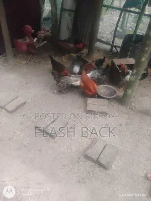 ডিম পাড়া ফাউমি ও দেশি মুরগী