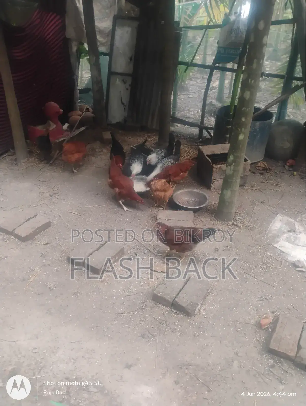 ডিম পাড়া ফাউমি ও দেশি মুরগী