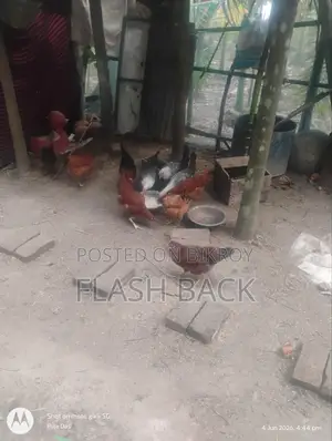 ডিম পাড়া ফাউমি ও দেশি মুরগী