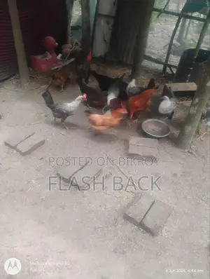 ডিম পাড়া ফাউমি ও দেশি মুরগী