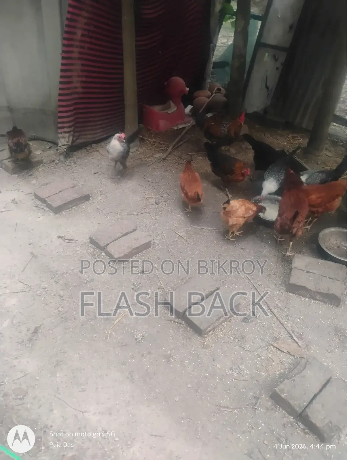 ডিম পাড়া ফাউমি ও দেশি মুরগী