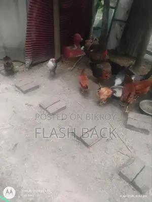 ডিম পাড়া ফাউমি ও দেশি মুরগী
