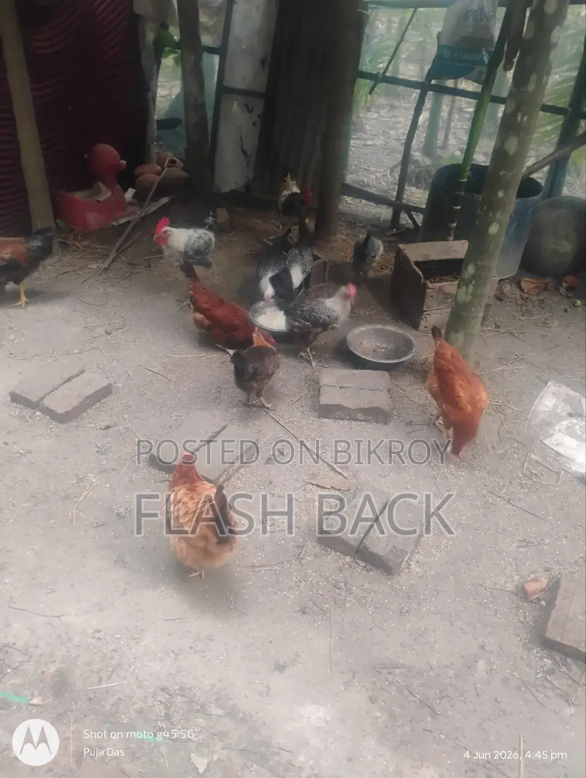 ডিম পাড়া ফাউমি ও দেশি মুরগী