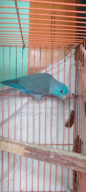 Forpus Male Split Ino