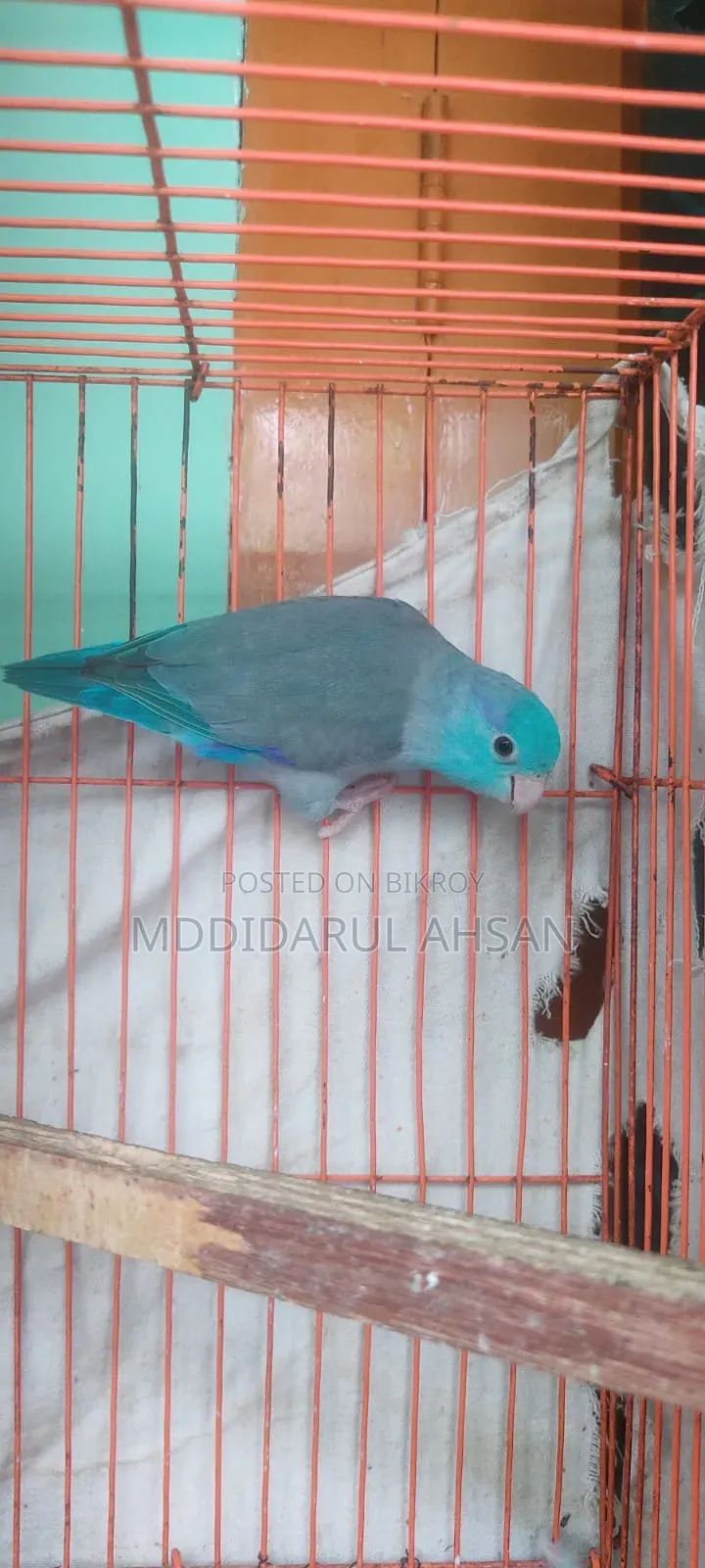 Forpus Male Split Ino