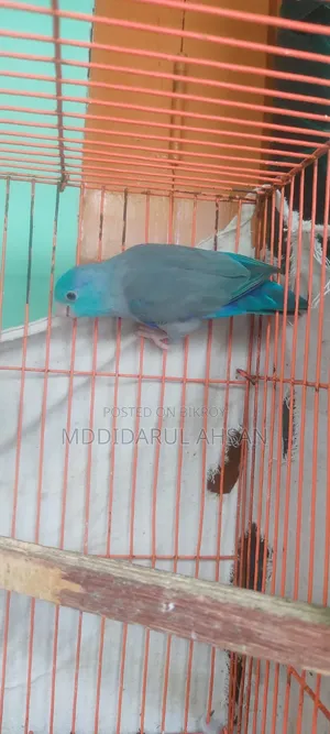 Forpus Male Split Ino