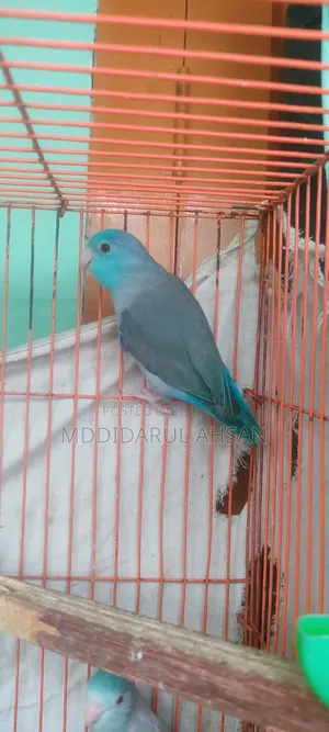 Forpus Male Split Ino