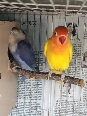 Lovebird