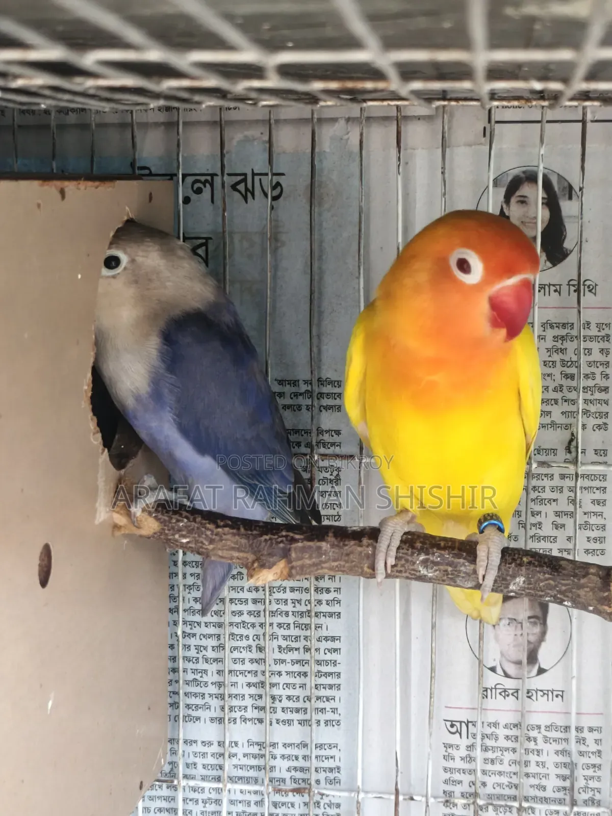 Lovebird