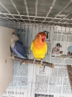 Lovebird