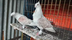 Jhorna Satin Running Pair Vegetable Male