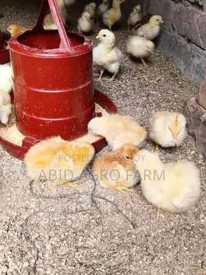 সোনালী হাইব্রিড মুরগি