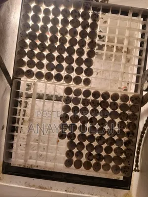 Japanese Quail Bird Hatching Eggs For Sale