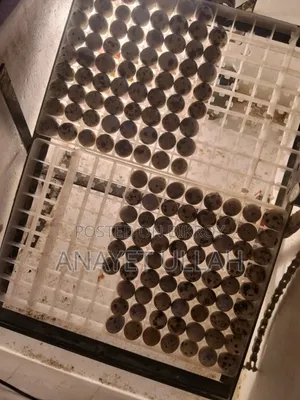 জাপানি কোয়েল পাখি বীজ ডিম বিক্রি করা হবে