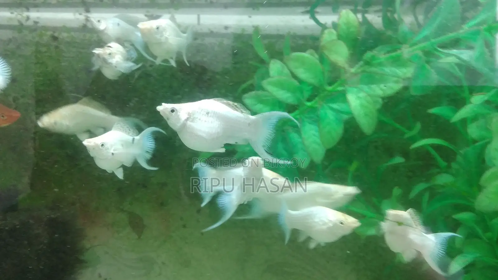 Balloon Molly Fish